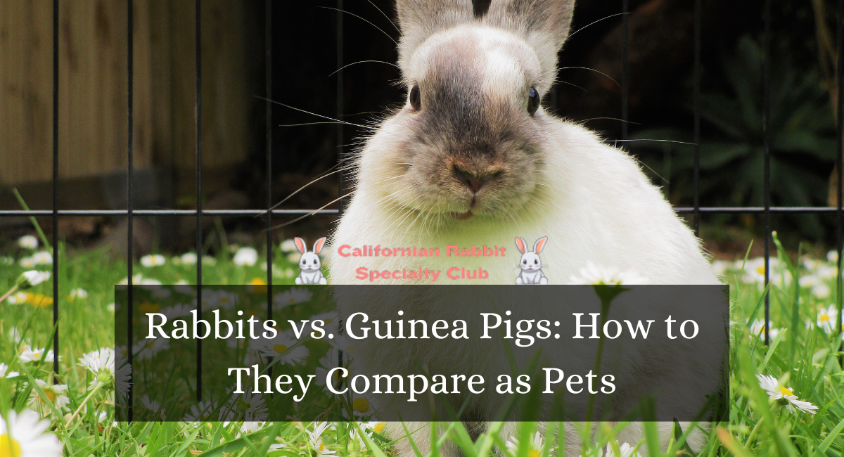 Rabbits vs. Guinea Pigs: How to They Compare as Pets