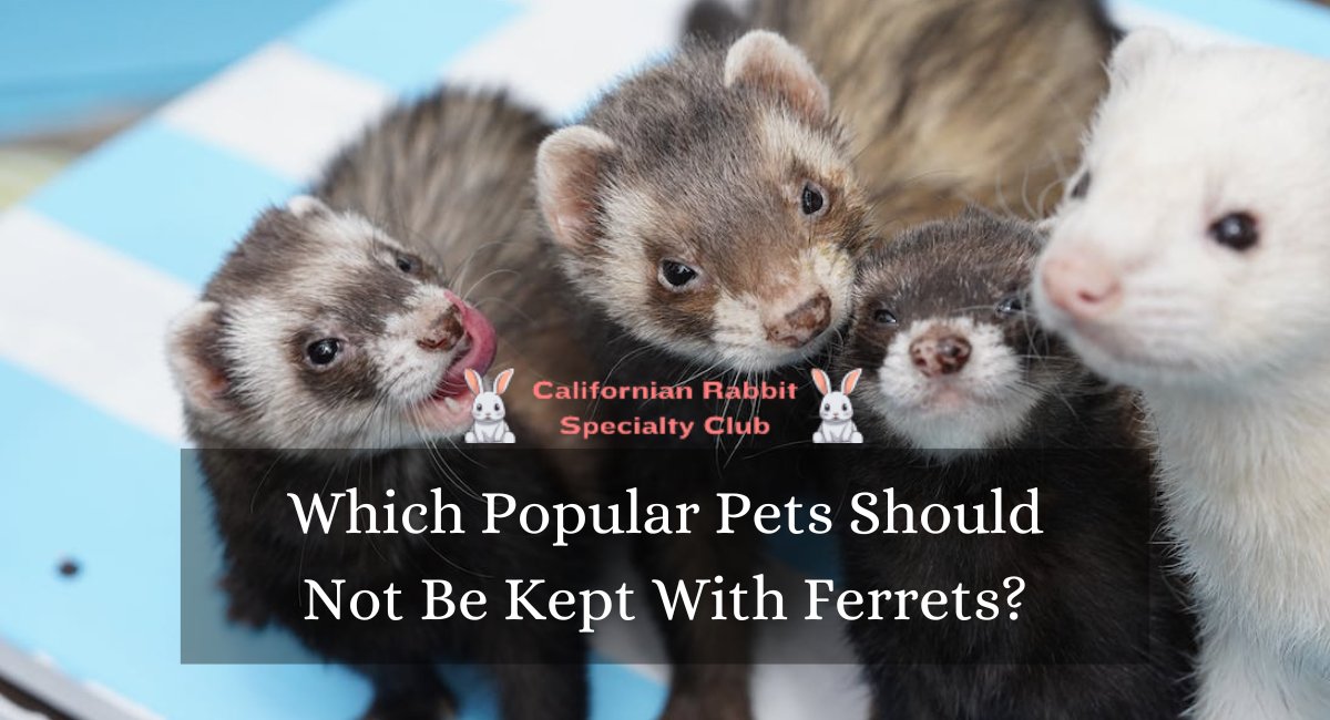 Which Popular Pets Should Not Be Kept With Ferrets?